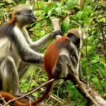 Dag 8 strandvakantie zanzibar jozani forest around the world travel