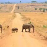 Queen Elizabath National Park - olifanten spotten | rondreis Oeganda met Around The World Travel