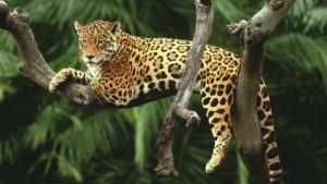 Jaguar Around The World Travel