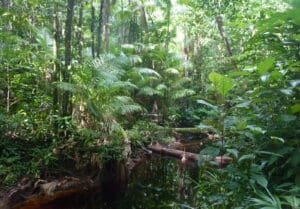 palulu - rondreis hightligts Suriname - Around the World Travel