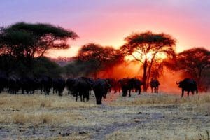 Tanzania - Around The World Travel