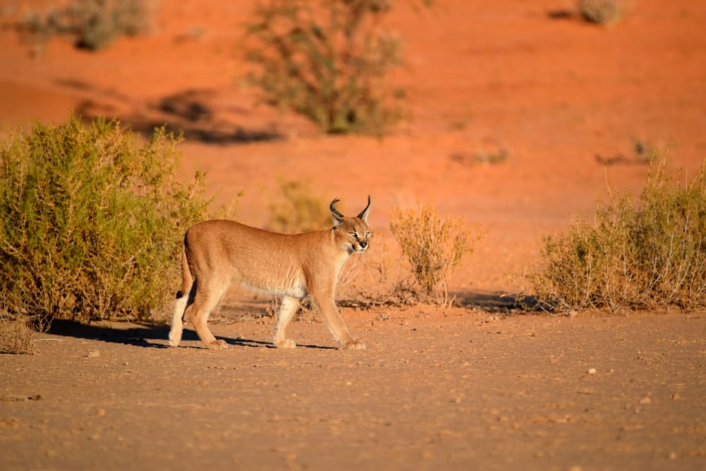 Boek hier jouw rondreis door Botswana of vraag een Verre Reis op maat aan - Around the World Travel
