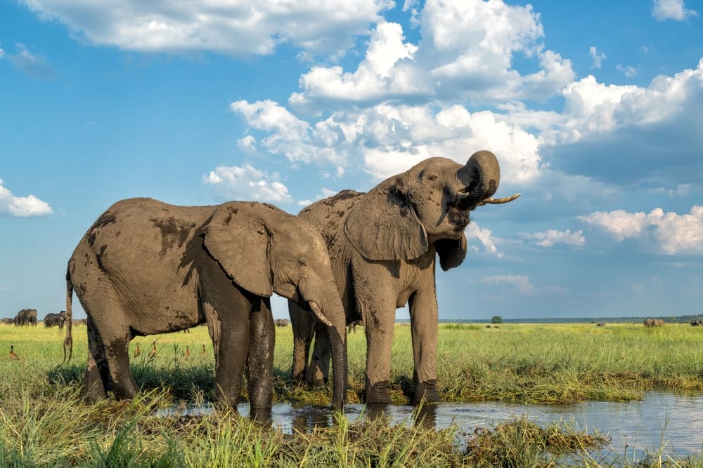 Boek hier jouw rondreis door Botswana of vraag een Verre Reis op maat aan - Around the World Travel