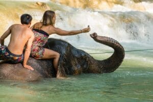 Dag 10 olifanten wassen in Laos - Around The World Travel