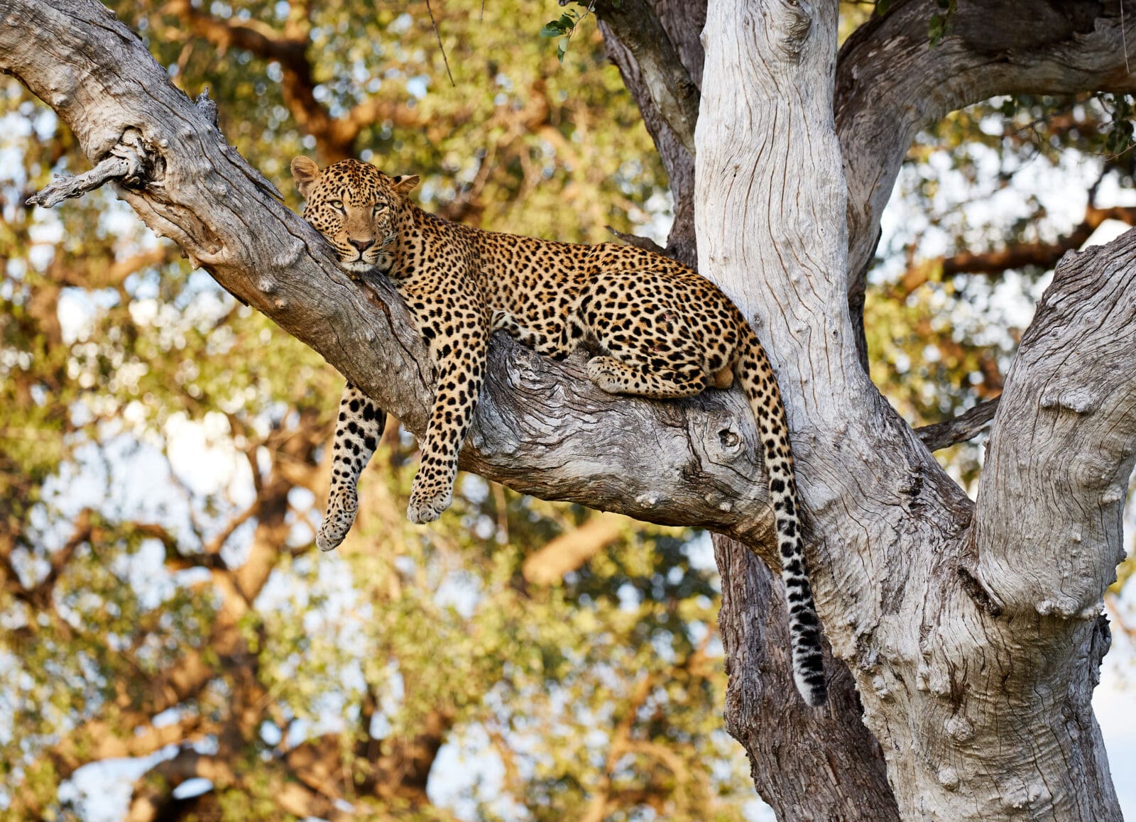 Boek uw rondreis door Zuid-Afrika & Swaziland - Rondreis op Maat - Around the World Travel 