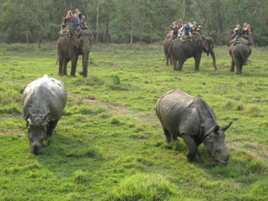 Wildlife safari in Nepal