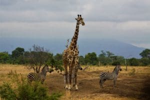 Reis 1 dag 3 Tarangire Tanzania Around The World Travel