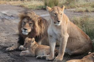Reis 1 dag 4 Serengeti Tanzania Around The World Travel