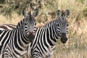 Reis 1 dag 7 Ngorongoro Tanzania Around The World Travel