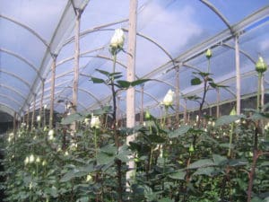 Day 3_Rose plantation - Ecuador rondreis Around The World Travel