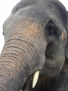 Thailand olifant Around The World Travel
