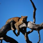 Botswana rondreis op maat Around The World Travel