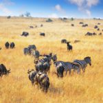 Dag 7 - Locatie - Serengeti | rondreis Tanzania - Around The World Travel