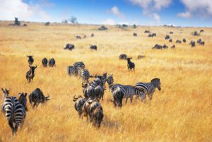 Dag 7 - Locatie - Serengeti | rondreis Tanzania - Around The World Travel