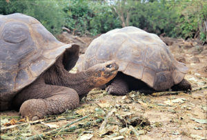 Day 15 - Tortoises Santa Cruz - bijzondere Rondreis Ecuador - around the world travel