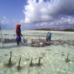 seaweed_farming-zanzibar around the world travel