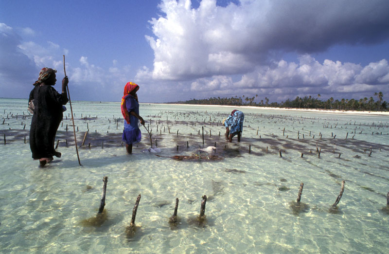 seaweed_farming-zanzibar around the world travel