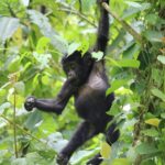 Uganda apen - rondreis Oeganda Around The World Travel