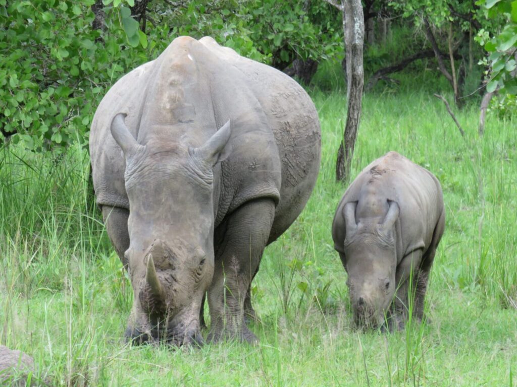 Uganda Ziwa Rhino - rondreis Oeganda Around The World Travel