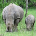 Uganda Ziwa Rhino - rondreis Oeganda Around The World Travel