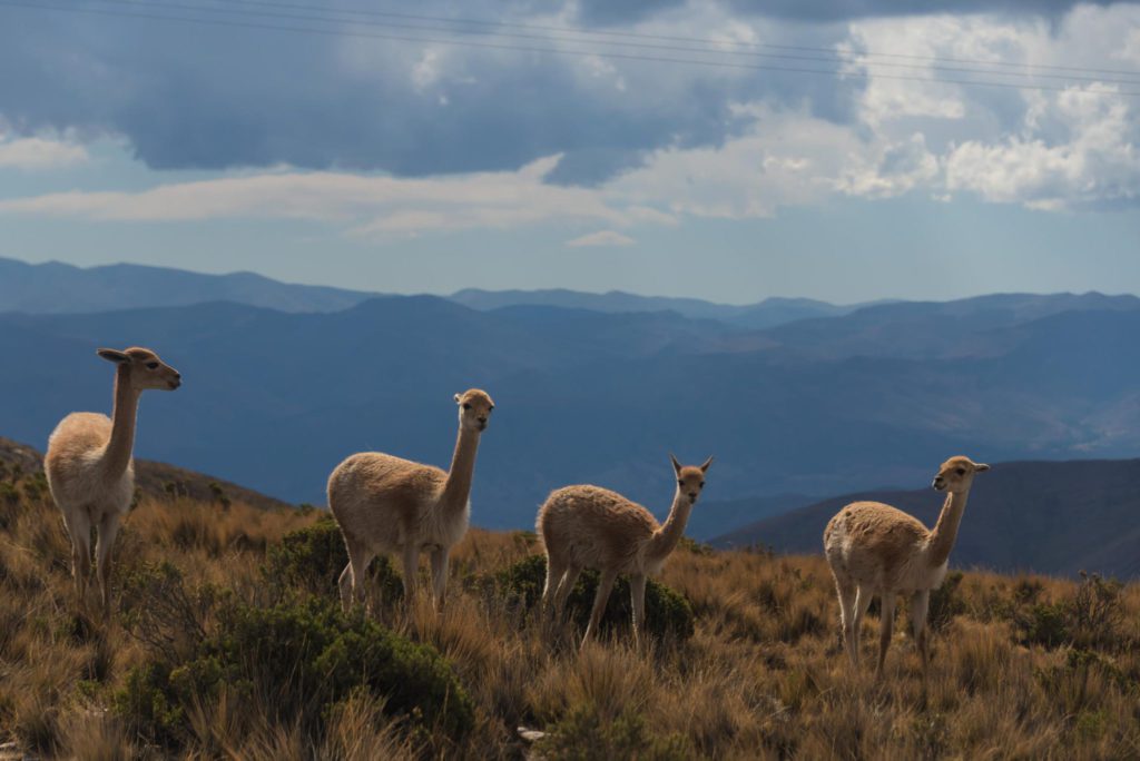 4 rondreis argentinie patagonie - around the world travel