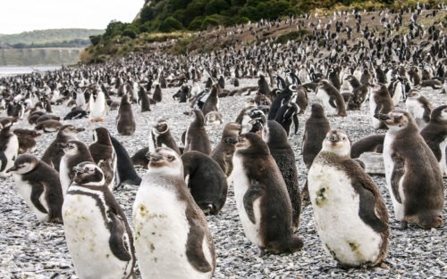 09 Bezoek aan Estancia Haberton , pinguïnkolonie en Isla Gable inclusief boottocht, trekking en lunch | Patagonie rondreis argentinie - Around The World Travel