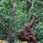 Familie Rondreis Indonesie - Around The World Travel - orang oetang