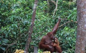 dag 5 - Familie Rondreis Indonesie - Around The World Travel - orang oetang
