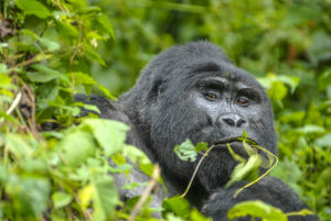 Bwindi - Mountain Gorilla trekking | rondreis Oeganda met Around The World Travel