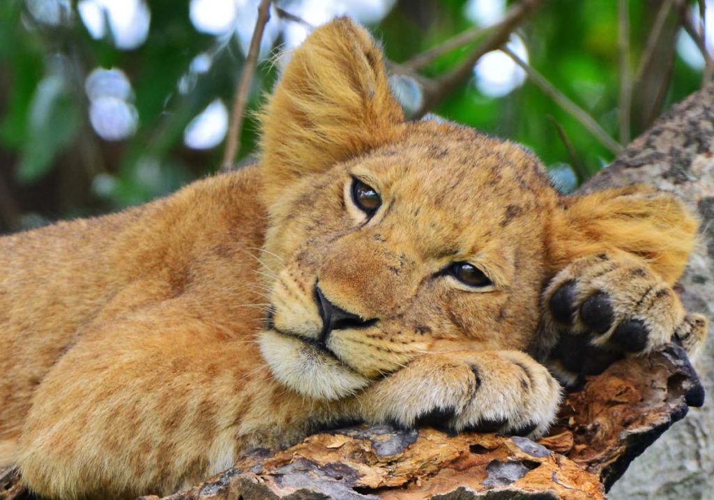Ishasha - leeuwen spotten | rondreis Oeganda met Around The World Travel