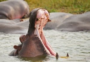 Kazinga Channel - Hippo | rondreis Oeganda met Around The World Travel