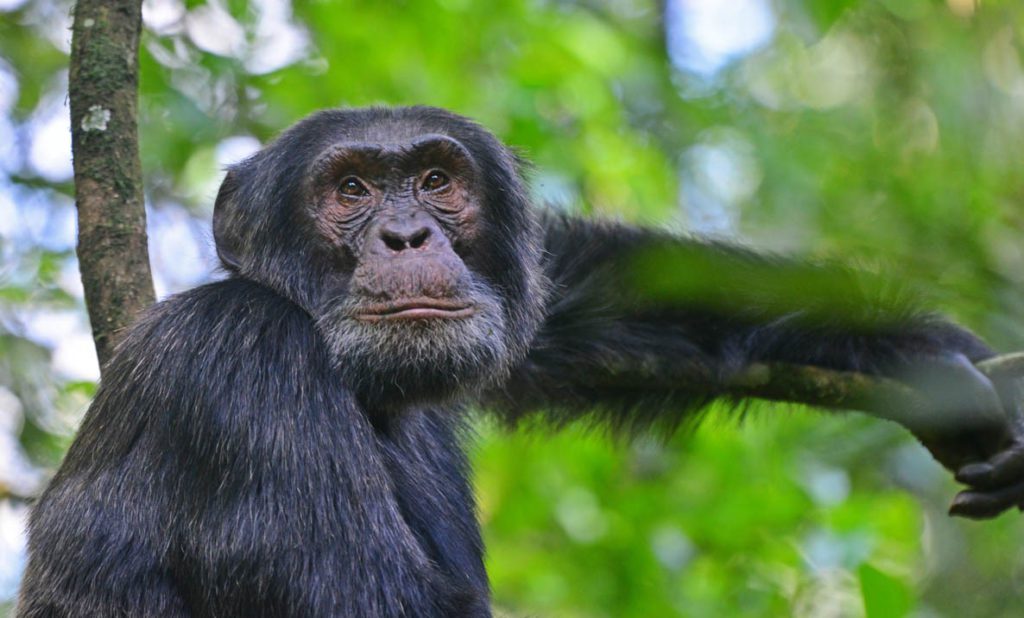 Kibale - Chimpansee trekking | rondreis Oeganda met Around The World Travel