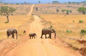 Queen Elizabath National Park - olifanten spotten | rondreis Oeganda met Around The World Travel