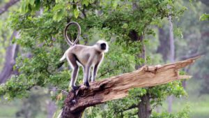 Bardia NP safari Nepal