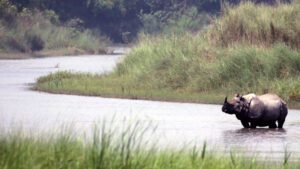 Bardia NP Nepal neushoorns