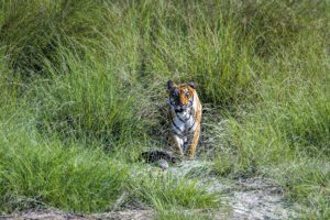 Bardia tijger Nepal rondreis safari