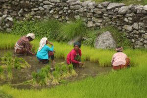 Boerenleven in Nepal